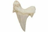 Fossil Shark Tooth (Otodus) - Morocco #211882-1
